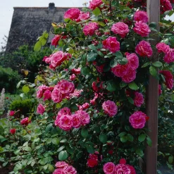 Rosier grimpant rose - Un mur de roses tout l'été