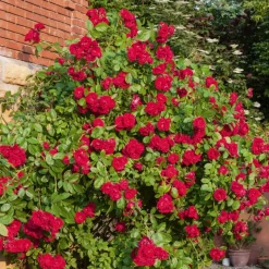 Rosier grimpant rouge - Un mur de roses rouges