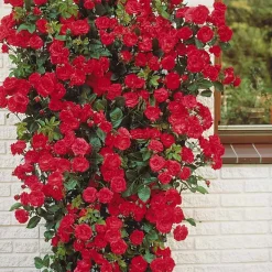 Rosier grimpant rouge - Un mur de roses rouges