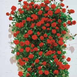 Rosier grimpant 'Santana' - Un mur de roses rouges