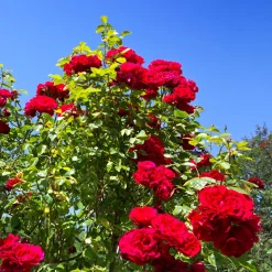 Rosier grimpant 'Santana' - Un mur de roses rouges