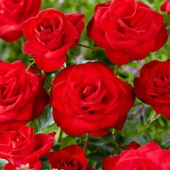 Rosier grimpant 'Santana' - Un mur de roses rouges