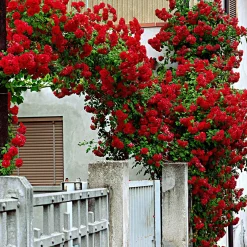Rosier grimpant 'Santana' - Un mur de roses rouges