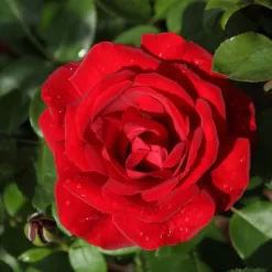 Rosier grimpant 'Santana' - Un mur de roses rouges