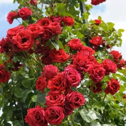 Rosier grimpant Sympathie® - Un mur de roses rouges