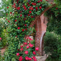 Rosier grimpant Sympathie® - Un mur de roses rouges