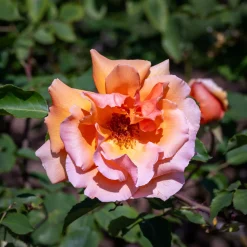 Rosier Just Joey ® - Grosses fleurs, parfum intense