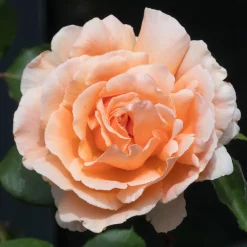 Rosier Just Joey ® - Grosses fleurs, parfum intense