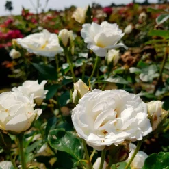 Rosier 'Kristall' - Un tapis blanc tout l'été