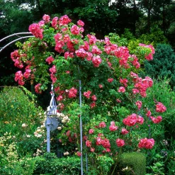 Rosier liane American Pillar - Un mur de roses en un été