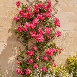Rosier liane American Pillar - Un mur de roses en un été