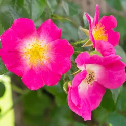 Rosier liane American Pillar - Un mur de roses en un été