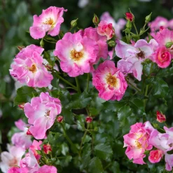 Rosier liane American Pillar - Un mur de roses en un été