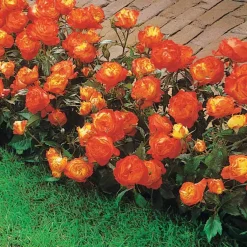 Rosier à massif Harlequin - Un massif orange tout l'été