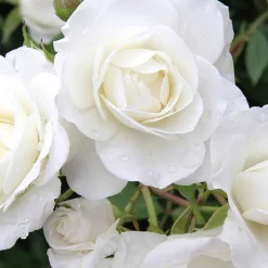 Rosier à massif Iceberg - Fleurs blanches tout l'été