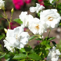 Rosier à massif Iceberg - Fleurs blanches tout l'été