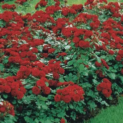 Rosier à massif Lilli Marleen - Massif rouge tout l'été