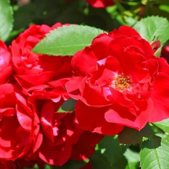 Rosier à massif rouge - Un massif rouge tout l'été