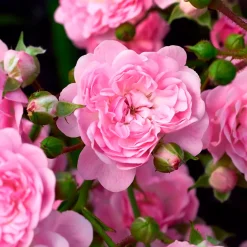 Rosier à massif 'The Fairy' - Un tapis de roses tout l'été