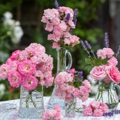 Rosier à massif 'The Fairy' - Un tapis de roses tout l'été