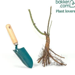 Rosier à massif violet - Un massif violet tout l'été