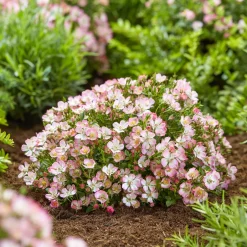 Rosier miniature Cutie Pie ® - Des roses tout l'été en pot