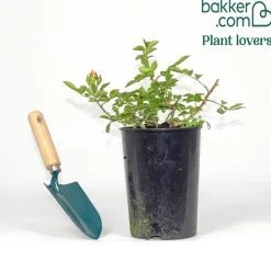 Rosier miniature Little Sunset® - Un feu d'artifice orange en pot