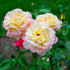Rosier Mme A. Meilland - La rose la plus célèbre