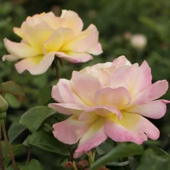 Rosier Mme A. Meilland - La rose la plus célèbre