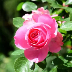 Rosier Pink Perfume - Un parfum rose tout l'été