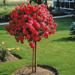 Rosier pleureur Excelsa sur tige - Une cascade de roses au jardin
