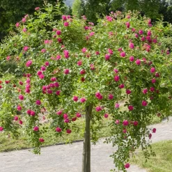 Rosier pleureur Excelsa sur tige - Une cascade de roses au jardin