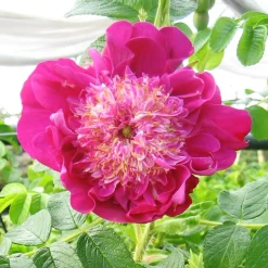 Rosier Pompom Perfume ® pivoine - Des roses parfumées sans effort