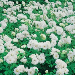 Rosier Princesse de Galles ® Hardinkum - Roses blanches tout l'été