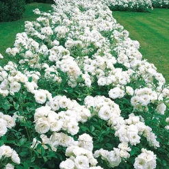 Rosier Princesse de Galles ® Hardinkum - Roses blanches tout l'été