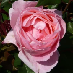 Rosier Queen Elisabeth - Roses roses tout l'été