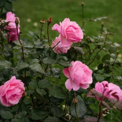 Rosier Queen Elisabeth - Roses roses tout l'été