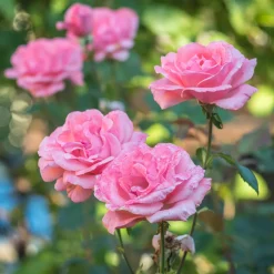 Rosier Queen Elisabeth - Roses roses tout l'été