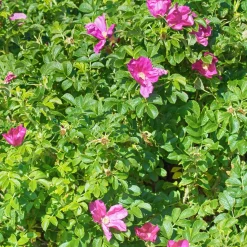 Rosier rugueux rose foncé - La rose qui brave les embruns