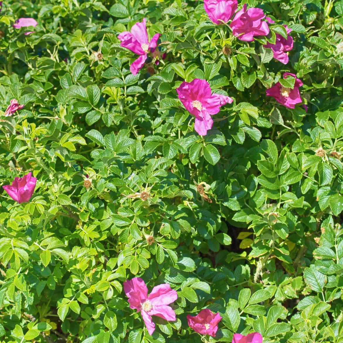 Rosier rugueux rose foncé - La rose qui brave les embruns