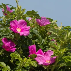 Rosier rugueux rose foncé - La rose qui brave les embruns