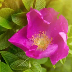 Rosier rugueux rose foncé - La rose qui brave les embruns