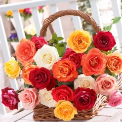 10 Rosiers buissons en mélange - Un massif fleuri tout l'été