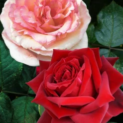 2 Rosiers buissons résistants aux maladies - Des roses saines sans effort