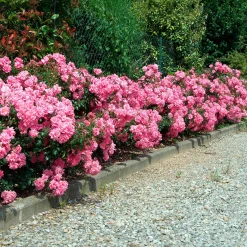 Rosiers couvre-sol Mirato ® - Un tapis de roses tout l'été