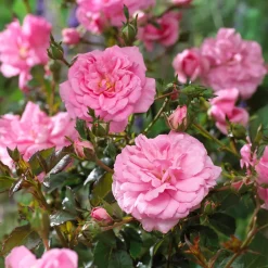 Rosiers couvre-sol Mirato ® - Un tapis de roses tout l'été