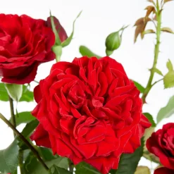 3 Rosiers grimpants parfumées en mélange - Un mur fleuri et parfumé