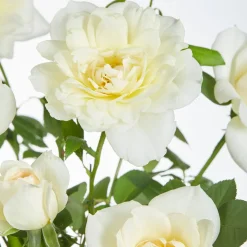 3 Rosiers grimpants parfumées en mélange - Un mur fleuri et parfumé