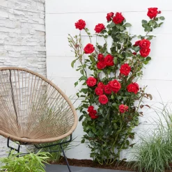 3 Rosiers grimpants parfumées en mélange - Un mur fleuri et parfumé