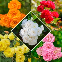 10 Rosiers polyantha pour massif en mélange - Un massif fleuri tout l'été